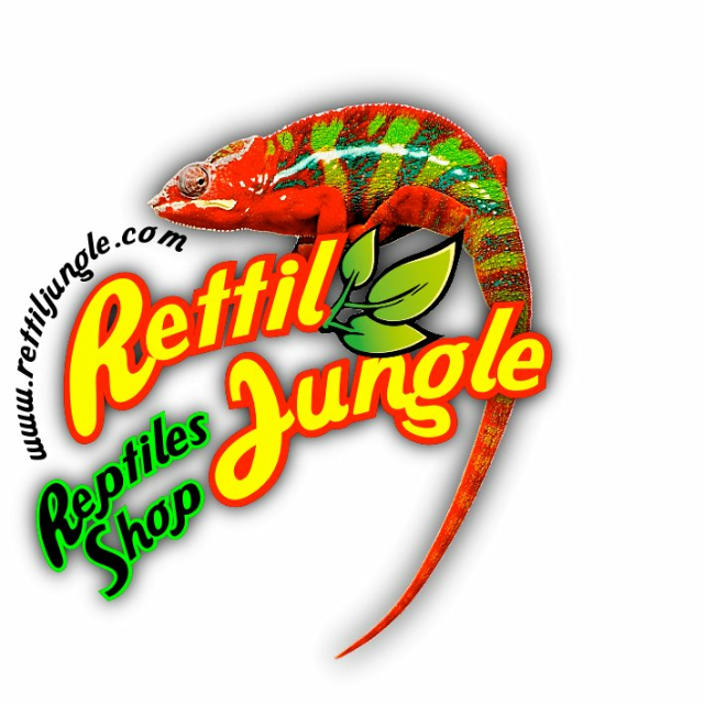 Foto Rettil Jungle