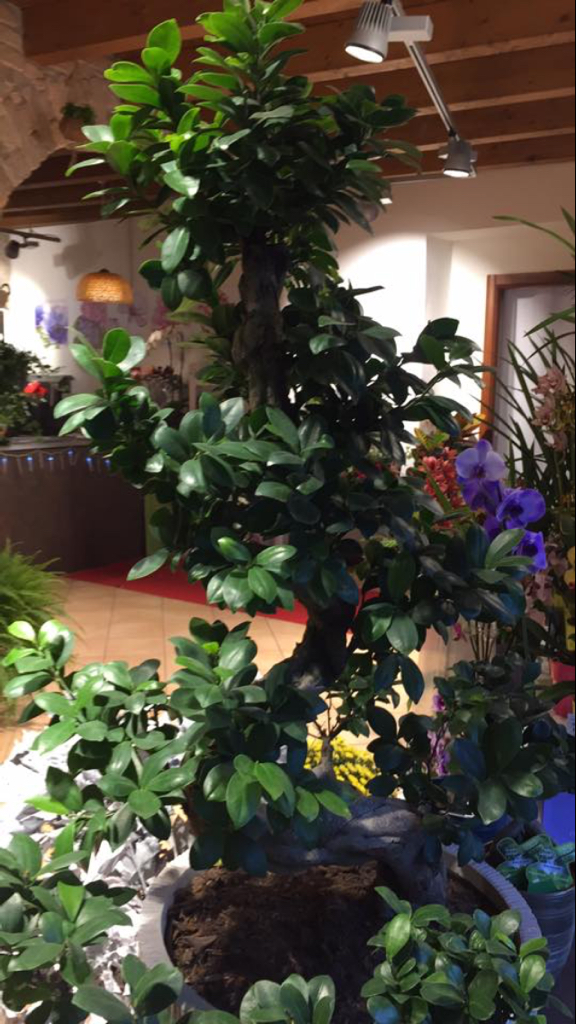 Bonsai