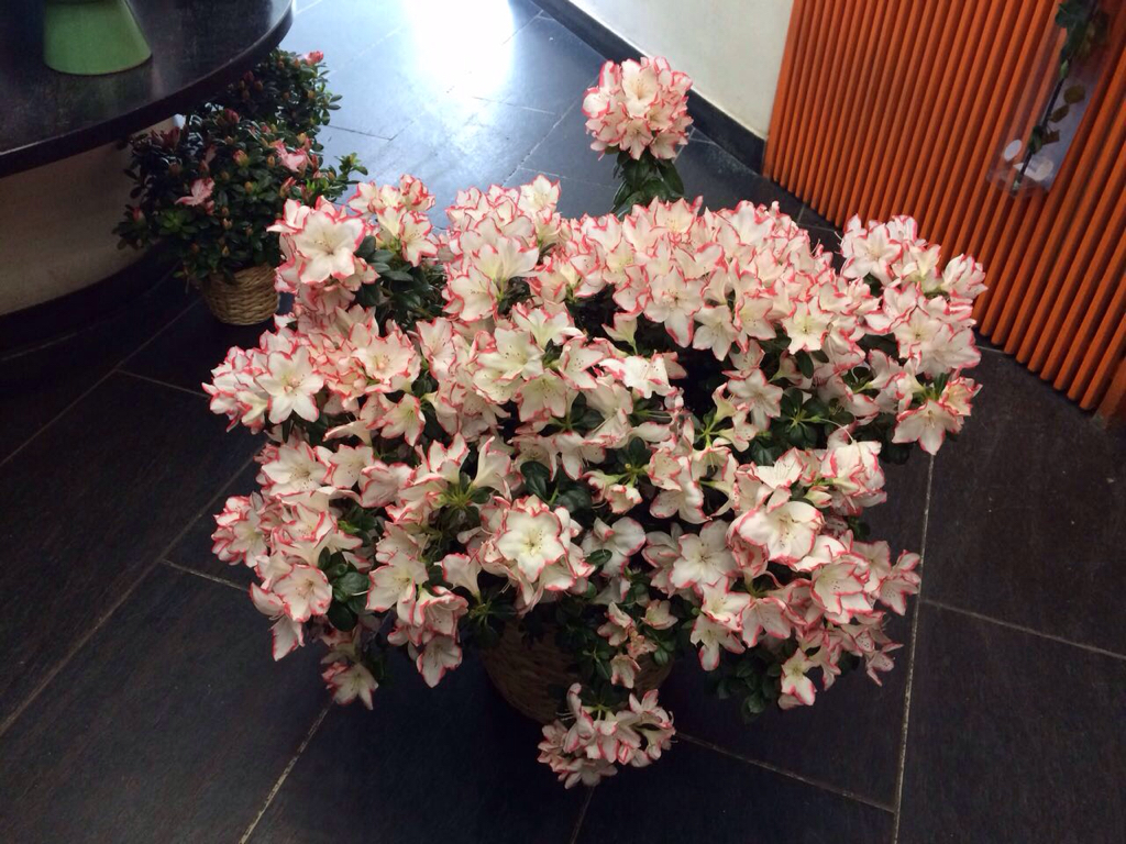 Azalea