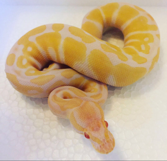 Python Regius