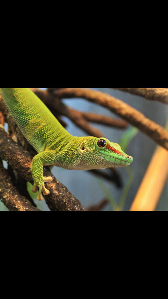 Phelsuma