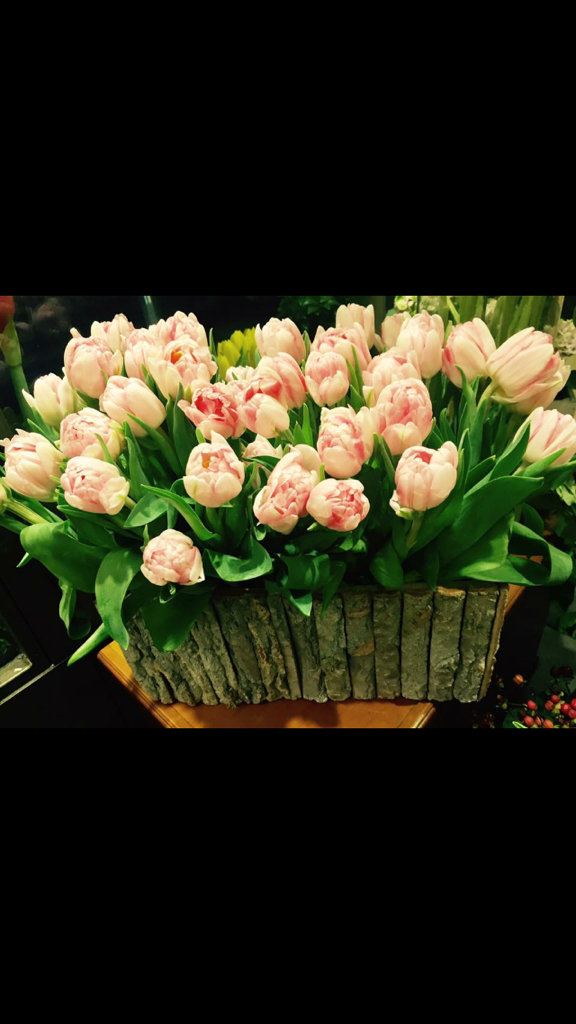 Tulipani