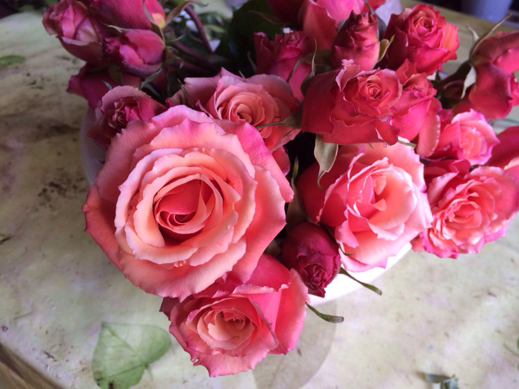 Rosa antica
