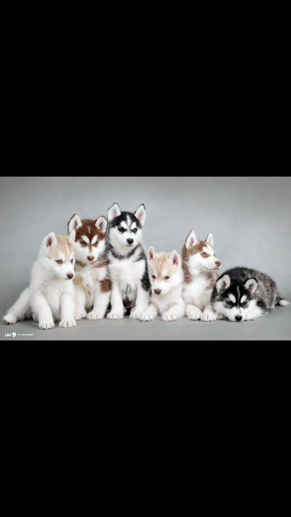 I migliori cuccioli
